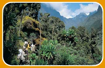 Rwenzori mountain range