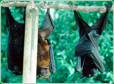 Flying foxes