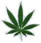 Cannabis