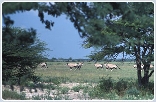 Wildlife in Central Kalahari Game Reserve