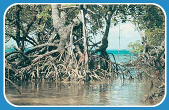 Mangroves