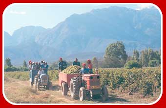 wine harvest