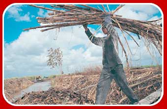 sugar cane harvesting