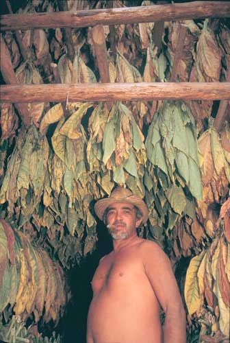 tobacco crops